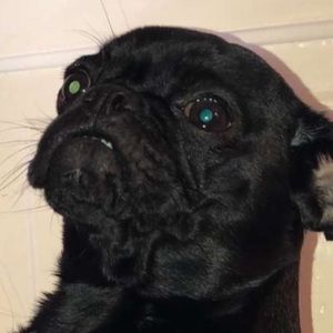 Meet your Posher, Siza